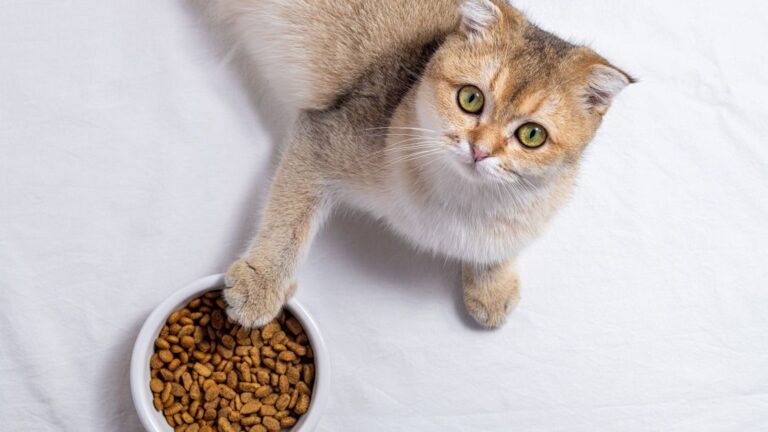 Алергія на корм у кішки. Як розпізнати. Що робити
