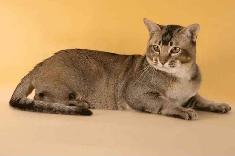 Азіатська таббі