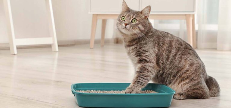 Как часто нужно менять наполнитель в кошачьем туалете и как понять, что пора