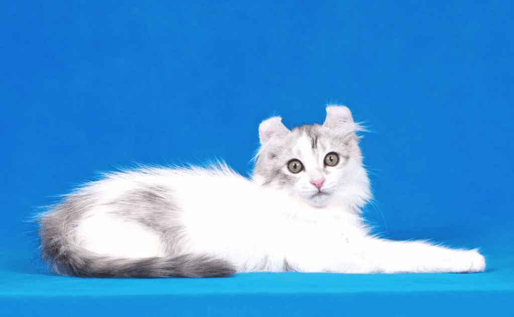 Кіт породи американський керл