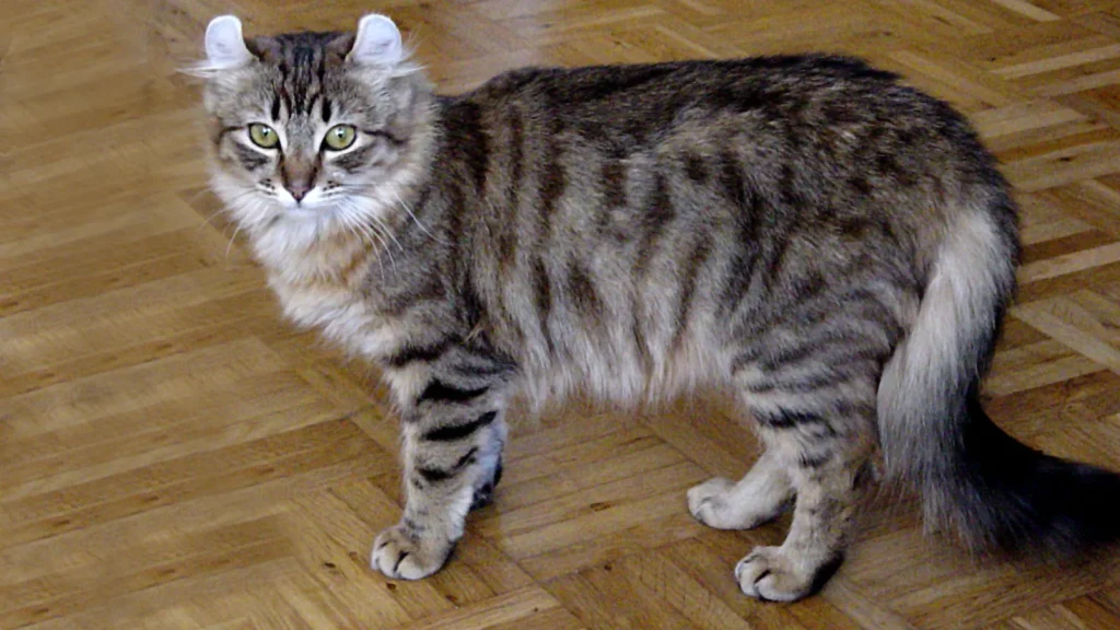 Американський керл кіт