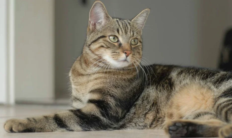 Бразильська короткошерста кішка