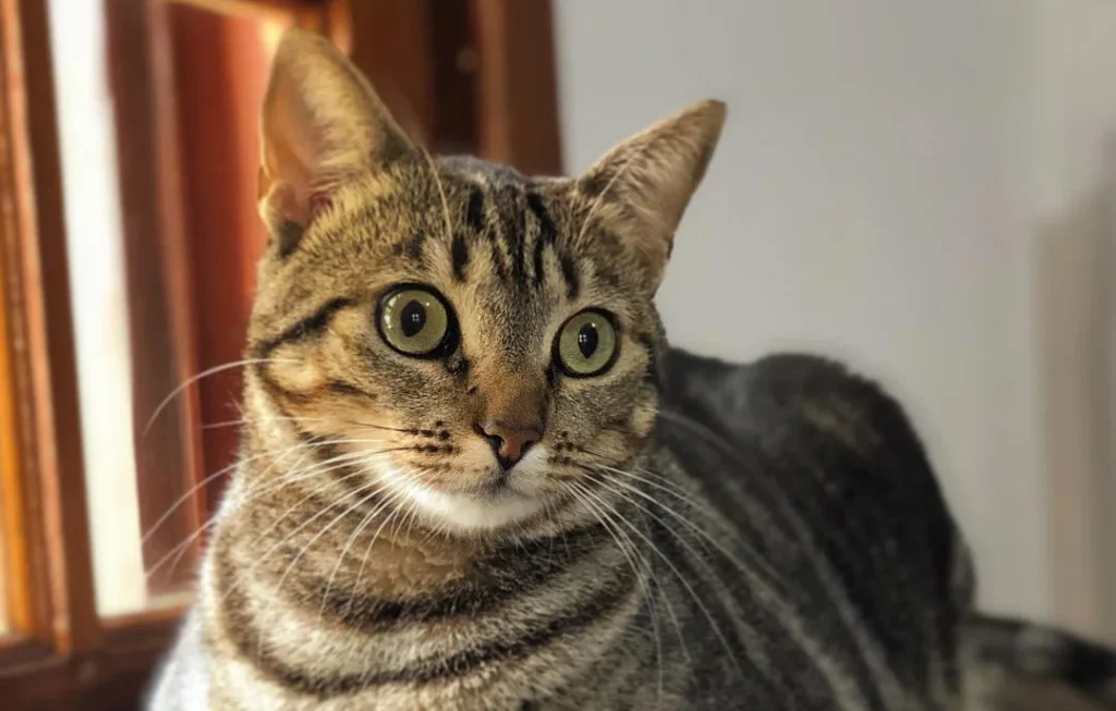 Порода бразильська короткошерста