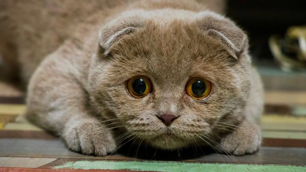 стрес у кішки