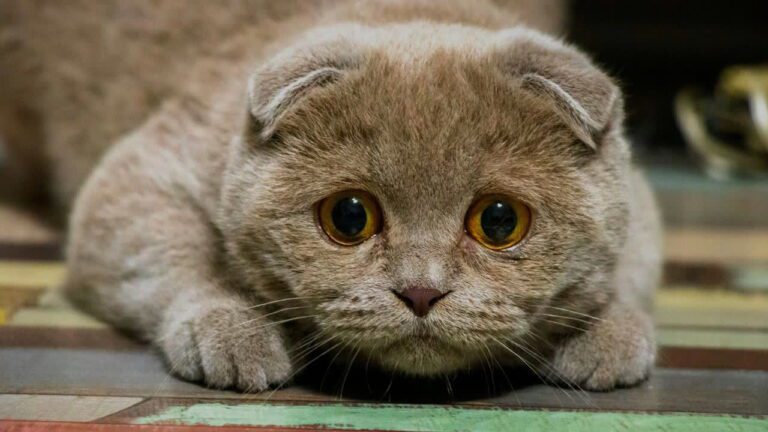 Стрес у кішки: причини, симптоми та як допомогти улюбленцю