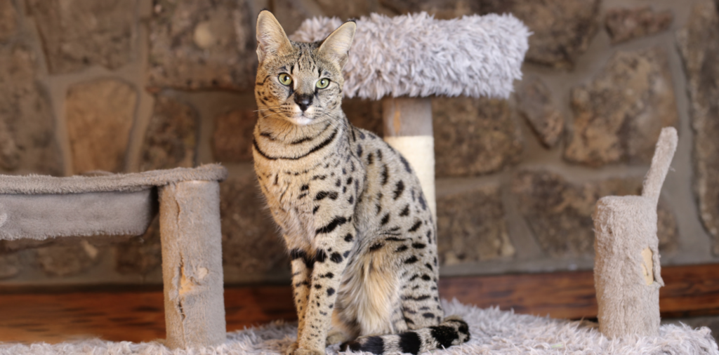 кішка саванна