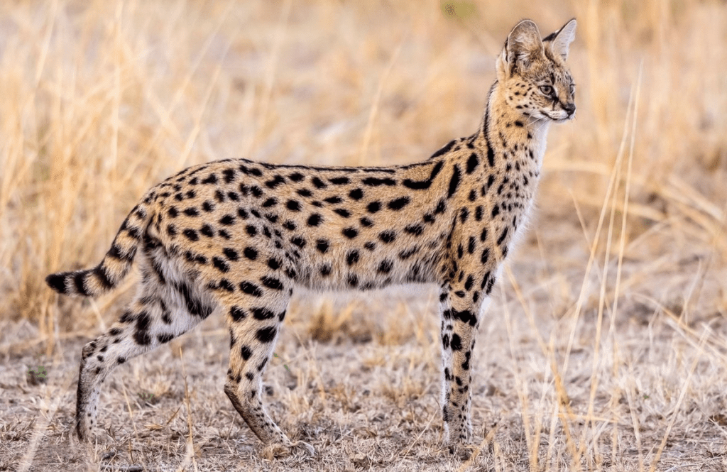 кішка породи саванна