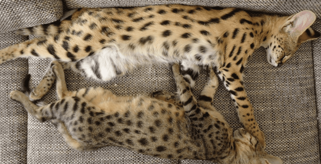 порода саванна