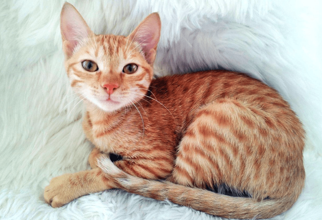 кіт аравійський мау