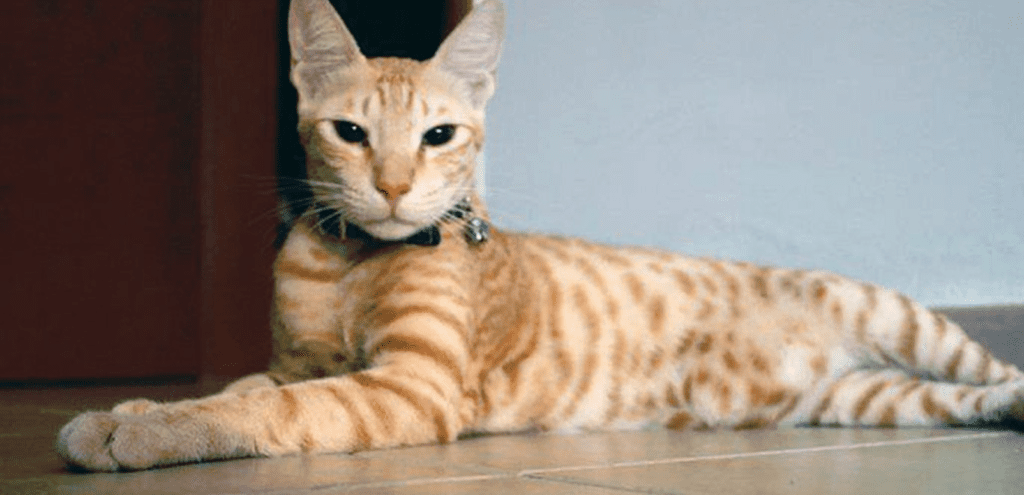 аравійський мау порода