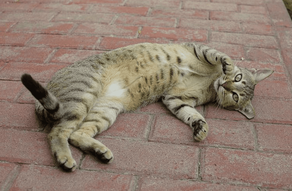 порода аравійський мау