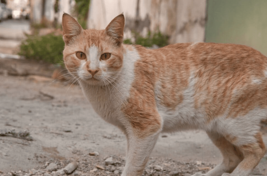 кіт породи аравійський мау