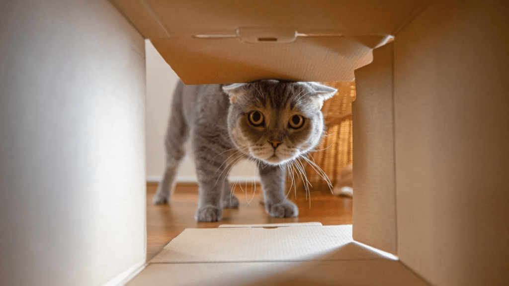 котик в коробці