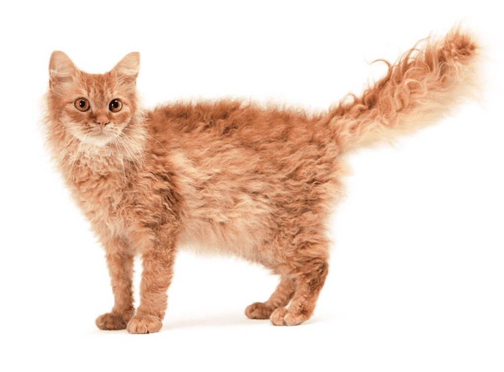 лаперм фото