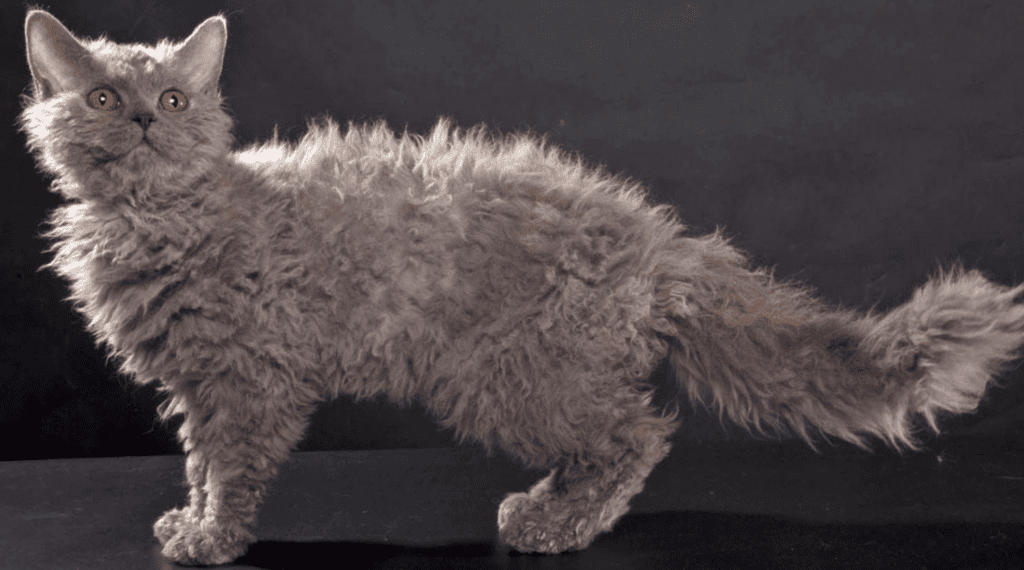 кішка породи лаперм