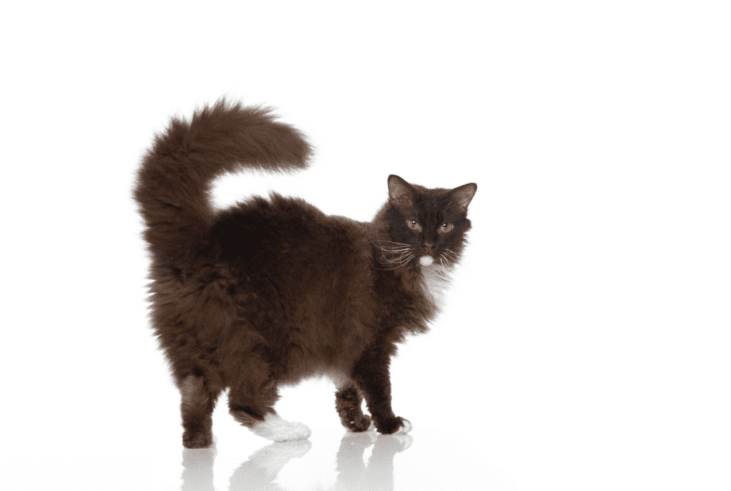 кішка лаперм