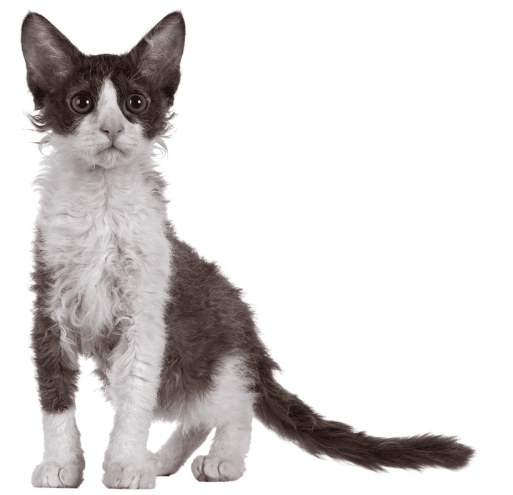 лаперм порода