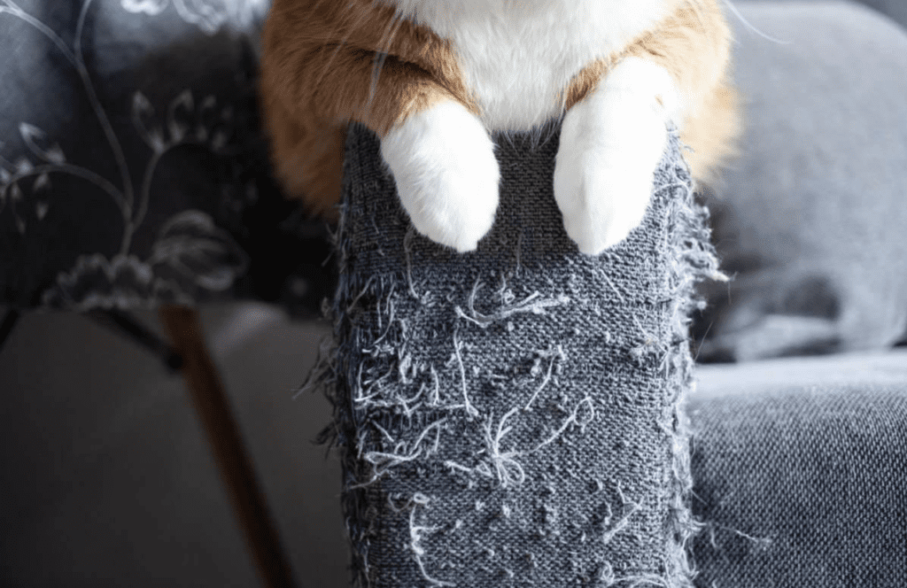 кішка дере диван